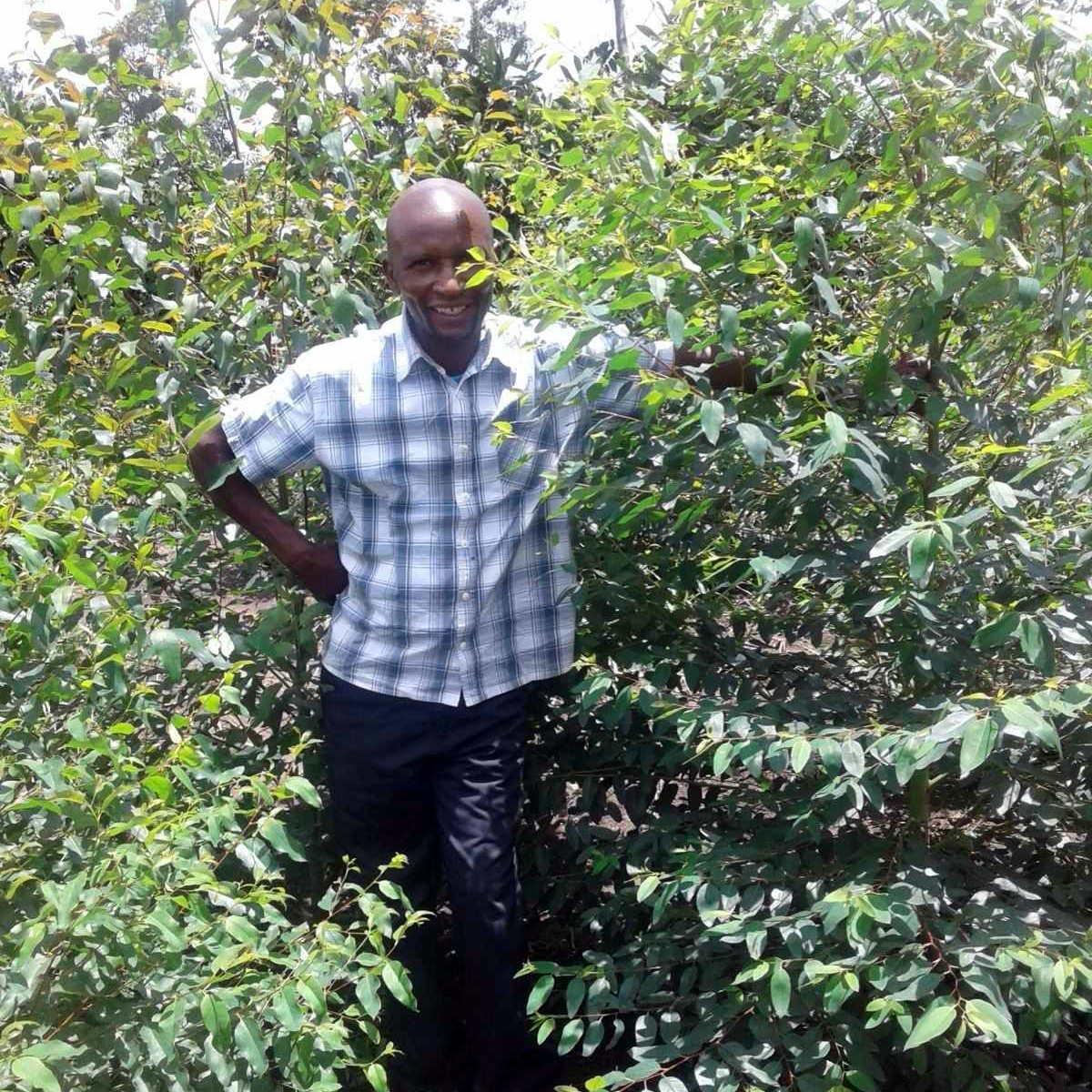 Photo of a man caring for coffee plants as part of the Farming Program